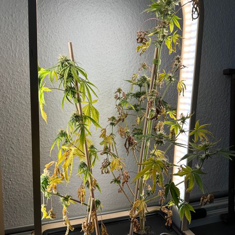 GreenBox+ #2 | Banana Bliss growlog timeline photo