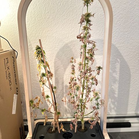 GreenBox+ #2 | Banana Bliss growlog timeline photo