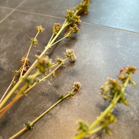 GreenBox+ #2 | Banana Bliss growlog timeline photo
