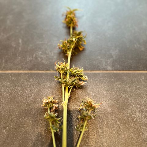GreenBox+ #2 | Banana Bliss growlog timeline photo