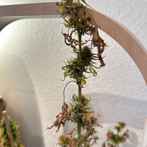GreenBox+ #2 | Banana Bliss growlog timeline photo