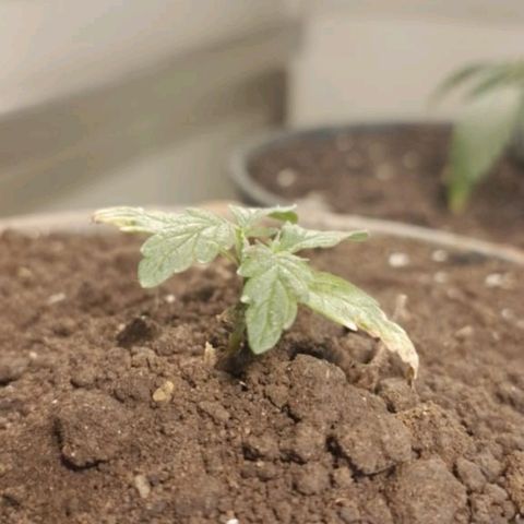 Genética desconhecida growlog photo: 22 dia d vida!