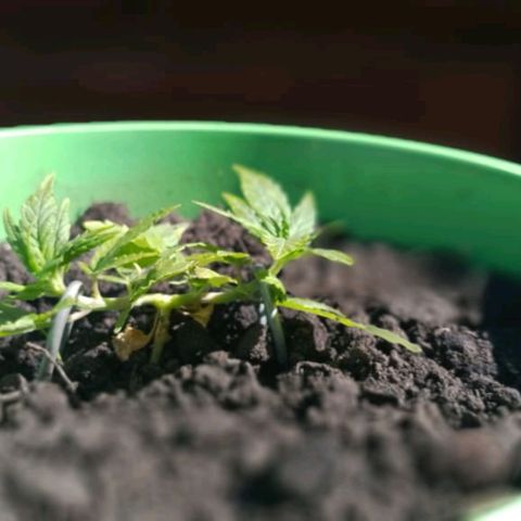 Genética desconhecida growlog photo: Mas um dia vivida!!
