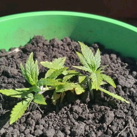 Genética desconhecida growlog photo: Mas um dia vivida!!