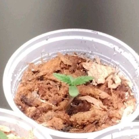 Genética desconhecida growlog photo: Foto do dia 11/04!