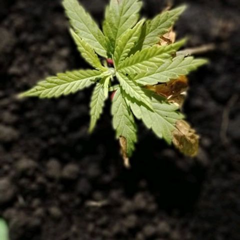 Genética desconhecida growlog photo: Com 1 mes e um dia de vida,e os problemas continuaram amarelando as folhas!