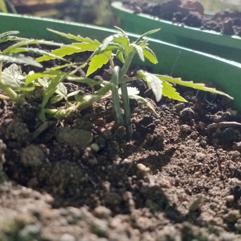 Genética desconhecida growlog photo: Transferimos hj para o cultivo outdoor!!!