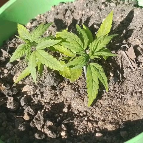 Genética desconhecida growlog photo: Transferimos hj para o cultivo outdoor!!!