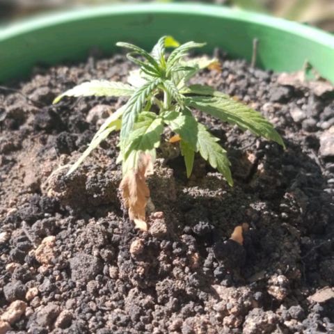 Genética desconhecida growlog photo: Transfer I hj para o outdoor
