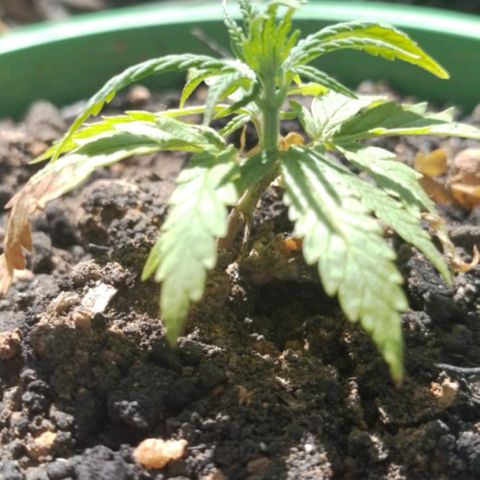 Genética desconhecida growlog photo: Transfer I hj para o outdoor