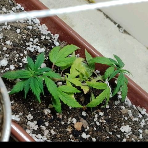Genética desconhecida growlog photo: 1/15