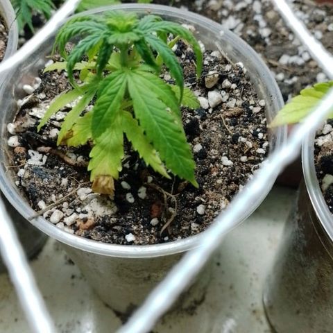 Genética desconhecida growlog photo: 1/15