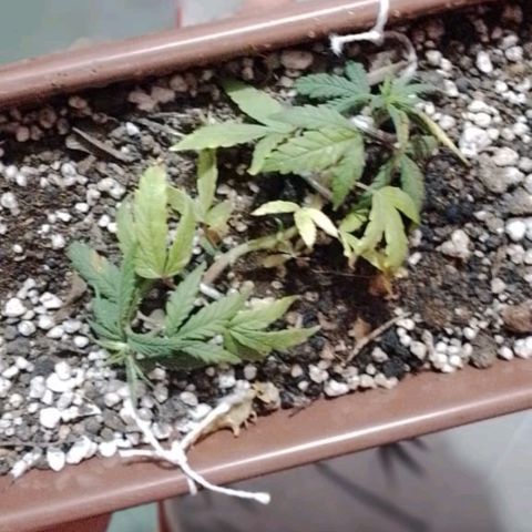 Genética desconhecida growlog photo: Mas um dia vivendo!, mas sinto q ela n esta tao saudavel!