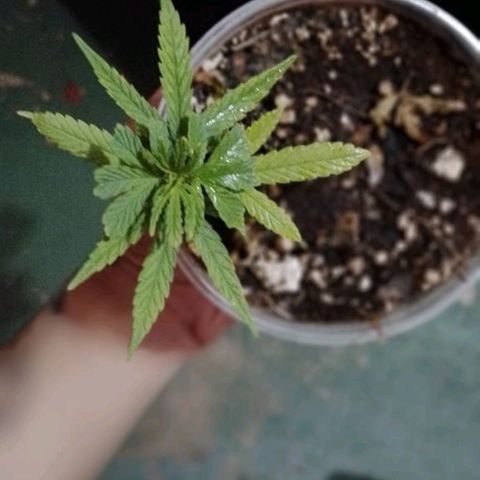Genética desconhecida growlog photo: Mas um diaa dessa aki!,mas a poda foi mal sucedida,mas vamo q vamo mais um dia lindoo