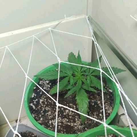 Genética desconhecida growlog photo: Mas um diaa lindooo!!!!