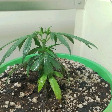 Genética desconhecida growlog photo: Mas um diaa lindooo!!!