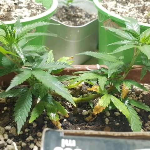 Genética desconhecida growlog photo: Mas um diaa lindooo!!!