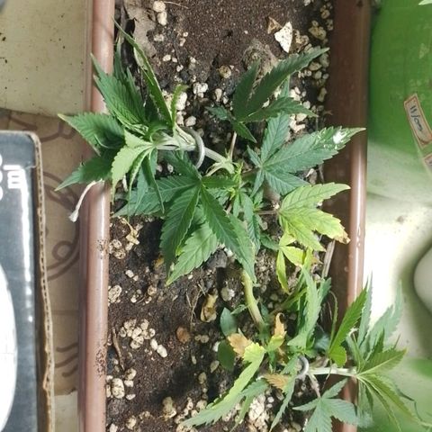Genética desconhecida growlog photo: Emarrei