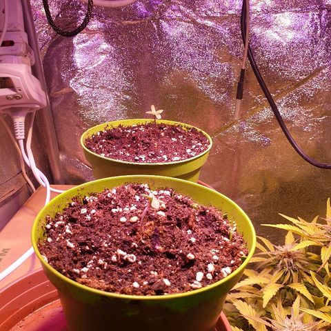 Mk-Ultra #1 - Zanna growlog timeline photo