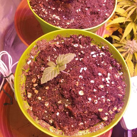 Mk-Ultra #1 - Zanna growlog timeline photo