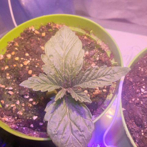 Mk-Ultra #1 - Zanna growlog timeline photo