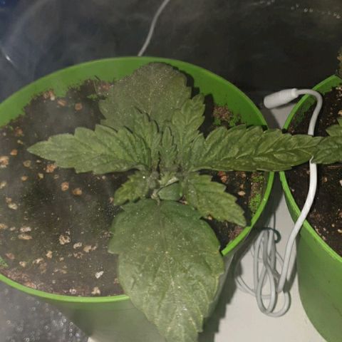 Mk-Ultra #1 - Zanna growlog timeline photo