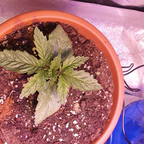 Mk-Ultra #1 - Zanna growlog timeline photo