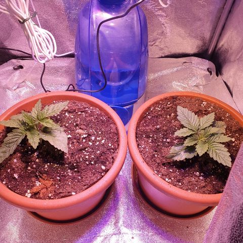 Mk-Ultra #1 - Zanna growlog timeline photo