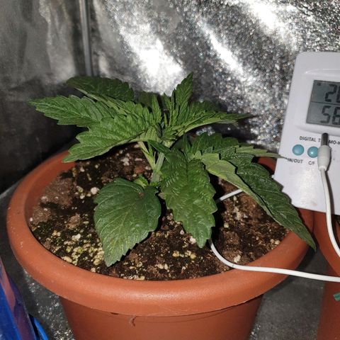 Mk-Ultra #1 - Zanna growlog timeline photo
