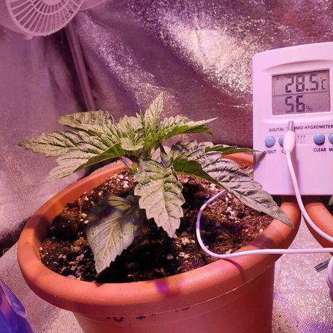Mk-Ultra #1 - Zanna growlog timeline photo