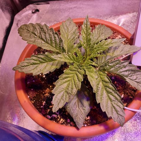 Mk-Ultra #1 - Zanna growlog timeline photo