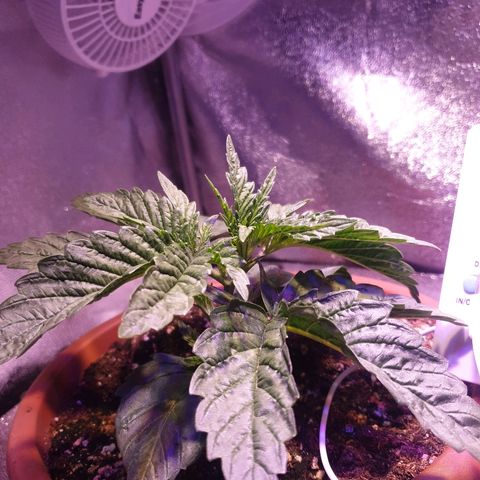 Mk-Ultra #1 - Zanna growlog timeline photo