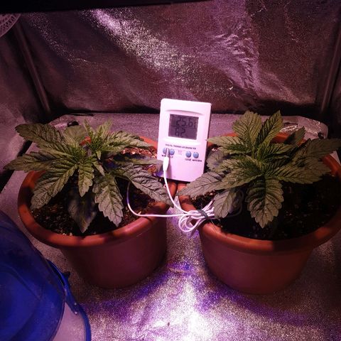 Mk-Ultra #1 - Zanna growlog timeline photo