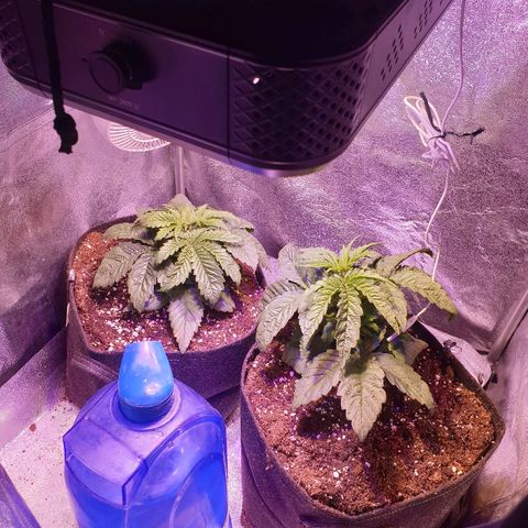 Mk-Ultra #1 - Zanna growlog timeline photo