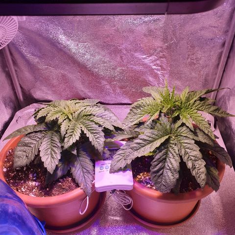 Mk-Ultra #1 - Zanna growlog timeline photo