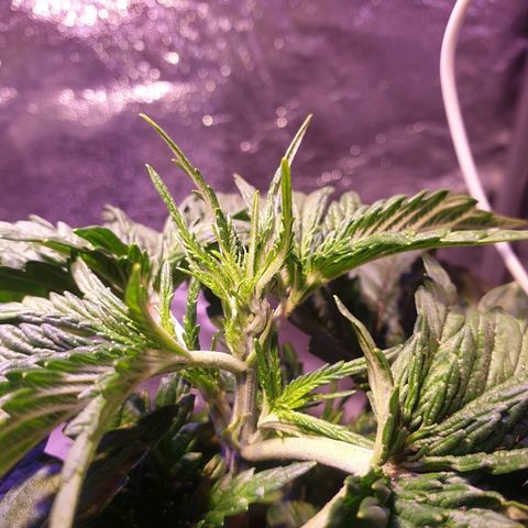 Mk-Ultra #1 - Zanna growlog timeline photo