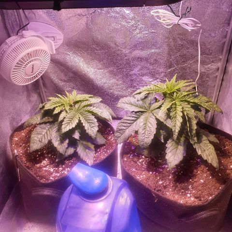 Mk-Ultra #1 - Zanna growlog timeline photo