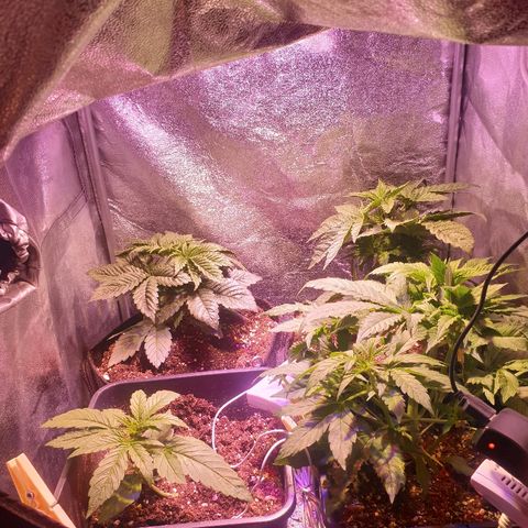Mk-Ultra #1 - Zanna growlog timeline photo
