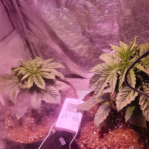 Mk-Ultra #1 - Zanna growlog timeline photo