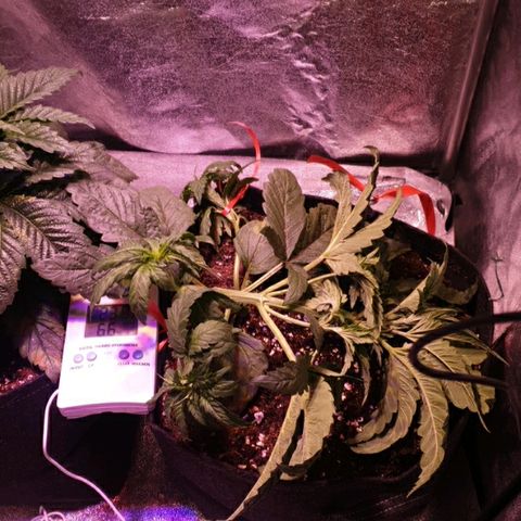 Mk-Ultra #1 - Zanna growlog timeline photo
