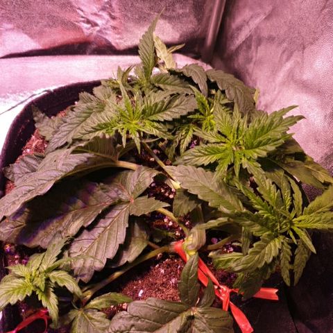 Mk-Ultra #1 - Zanna growlog timeline photo