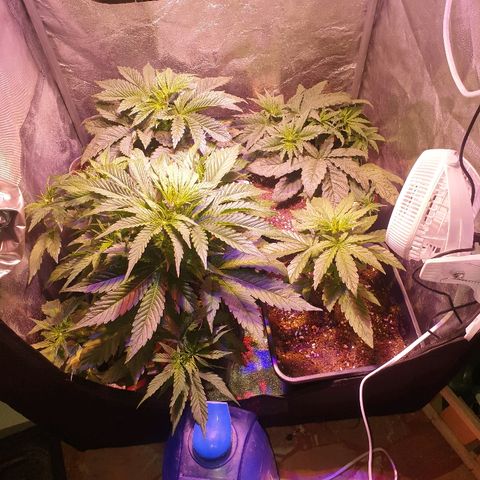 Mk-Ultra #1 - Zanna growlog timeline photo