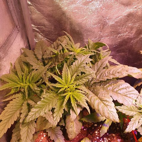 Mk-Ultra #1 - Zanna growlog timeline photo