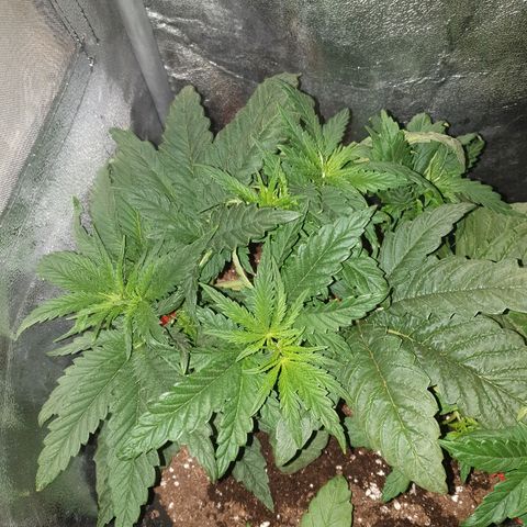 Mk-Ultra #1 - Zanna growlog timeline photo