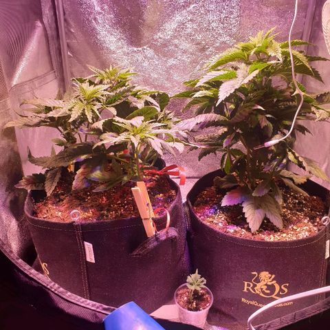 Mk-Ultra #1 - Zanna growlog timeline photo