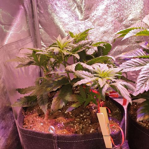 Mk-Ultra #1 - Zanna growlog timeline photo
