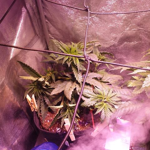 Mk-Ultra #1 - Zanna growlog timeline photo