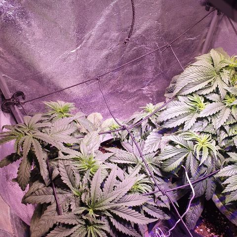 Mk-Ultra #1 - Zanna growlog timeline photo