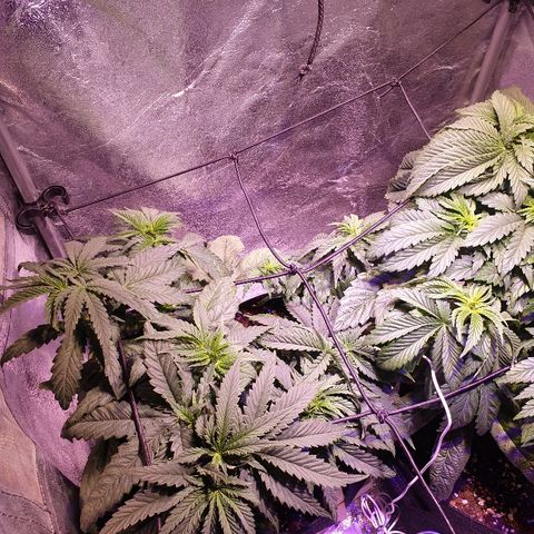 Mk-Ultra #1 - Zanna growlog timeline photo