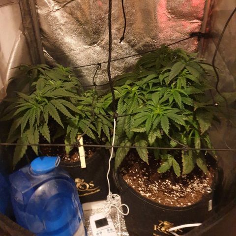 Mk-Ultra #1 - Zanna growlog timeline photo